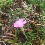 Dianthus pungens Blüte