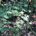 Vachellia collinsii Yaprak