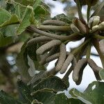 Cecropia peltata Flor