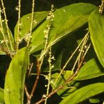 Alchorneopsis floribunda पत्ता