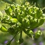 Molopospermum peleponnesiacum Fruit