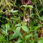 Aquilegia atrata Hàbitat