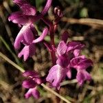Orchis olbiensis Çiçek