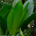 Asplundia insignis Hoja