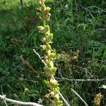 Pedicularis groenlandica Συνήθη χαρακτηριστικά