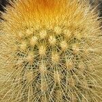 Cleistocactus variispinus List