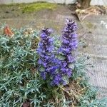 Ajuga reptans花