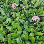 Ixora chinensis Lorea