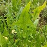 Spinacia oleracea ഇല