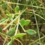 Chenopodium nutans Levél