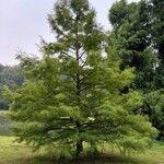 Taxodium distichumبرگ