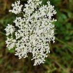 Daucus carotaപുഷ്പം