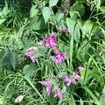 Silene dioicaFlower