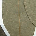 Mabea speciosa Otro