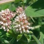 Dorycnium rectum Flower