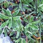 Saxifraga hostii Likasa