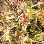 Tapinanthus belvisii Blomst