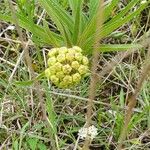 Asclepias asperula Leaf