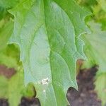 Chenopodiastrum murale Leaf