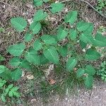 Laserpitium latifolium Liść