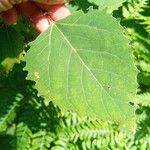 Populus grandidentata Folha