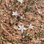 Stephanomeria exigua Flower