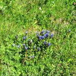 Gentiana calycosa Habit