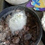 Oreocereus trollii Yaprak