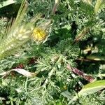 Anacyclus radiatus Leht