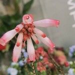 Erica verticillata Flower