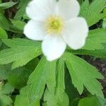 Anemone canadensisFleur