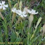 Silene vallesia Costuma