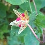 Tropaeolum pentaphyllum Flor