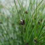 Oreojuncus trifidus Žiedas