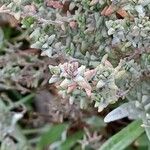 Maireana pyramidata Leaf