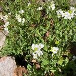 Arabis alpina Çiçek