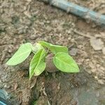 Passiflora ligularis Leaf