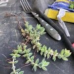 Crassula lanuginosa Leaf