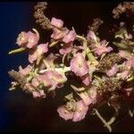 Sarcobatus vermiculatus Çiçek