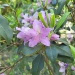 Rhododendron oreotrephes Květ