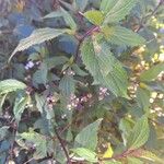 Ageratina riparia Folha