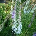 Liatris spicata 花