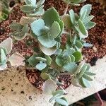 Kalanchoe millotii Blad