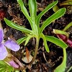 Viola pinnata Leaf