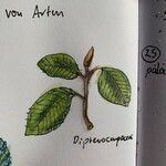 Dipterocarpus costulatus Лист