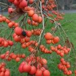 Crataegus persimilis Фрукт