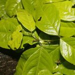 Cojoba membranacea Leaf