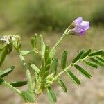 Astragalus pelecinus Άλλα