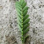 Phyllanthus niruri Leaf