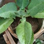 Kalanchoe ceratophylla Листок